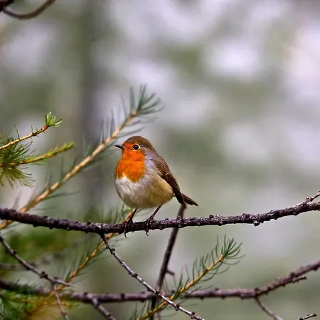 Appartement Susy' S Flat Oulx